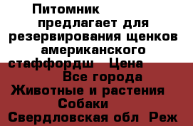 Питомник KURAT GRAD предлагает для резервирования щенков американского стаффордш › Цена ­ 25 000 - Все города Животные и растения » Собаки   . Свердловская обл.,Реж г.